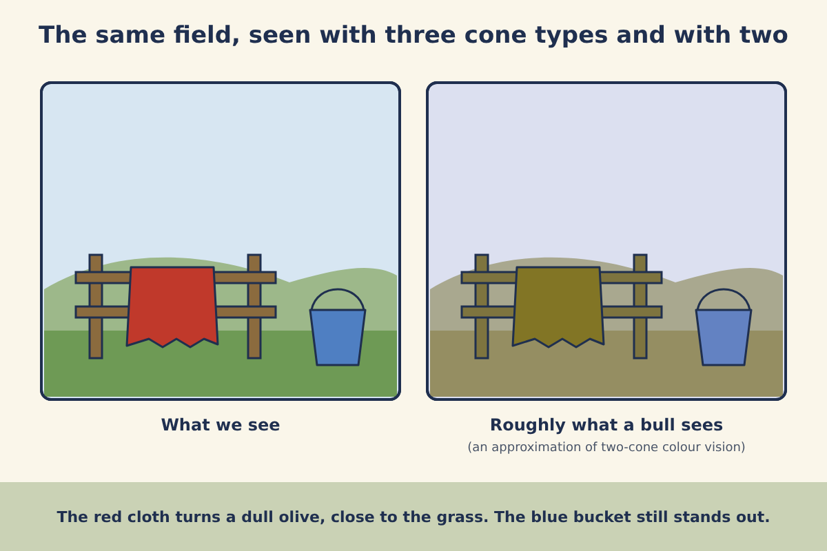 Illustration titled The same field, seen with three cone types and with two: on the left, labelled What we see, a red cloth on a fence, green grass and a blue bucket; on the right, labelled Roughly what a bull sees, the cloth and grass are similar dull olive tones while the bucket stays blue